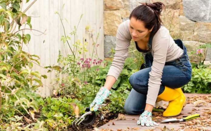 H1: Fall Gardening Tips - How to Maintain Your Garden During Fall ...